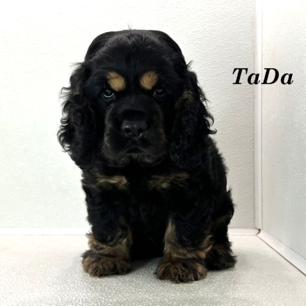 puppy, for, sale, Cocker Spaniel, Joe & Cherri  Overlease, dog, breeder, Miller, MO, dog-breeder, puppy-for-sale, forsale, nearby, find, puppyfind, locator, puppylocator, aca